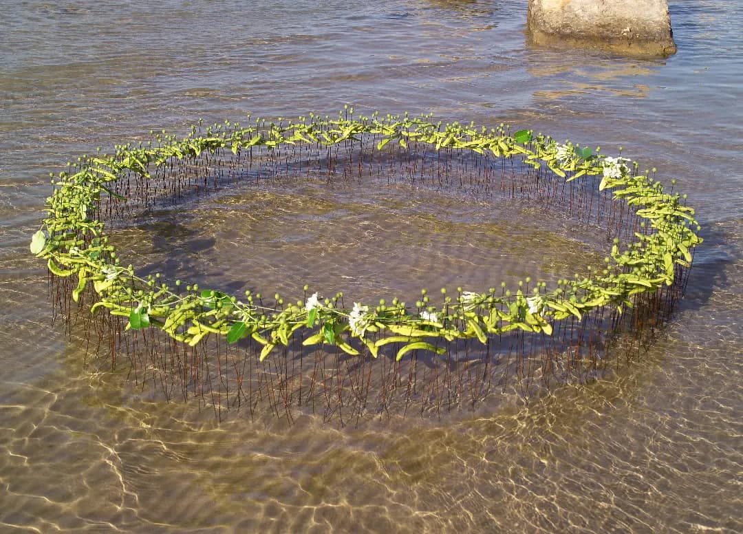 Circular botanical land art intervention in shallow water