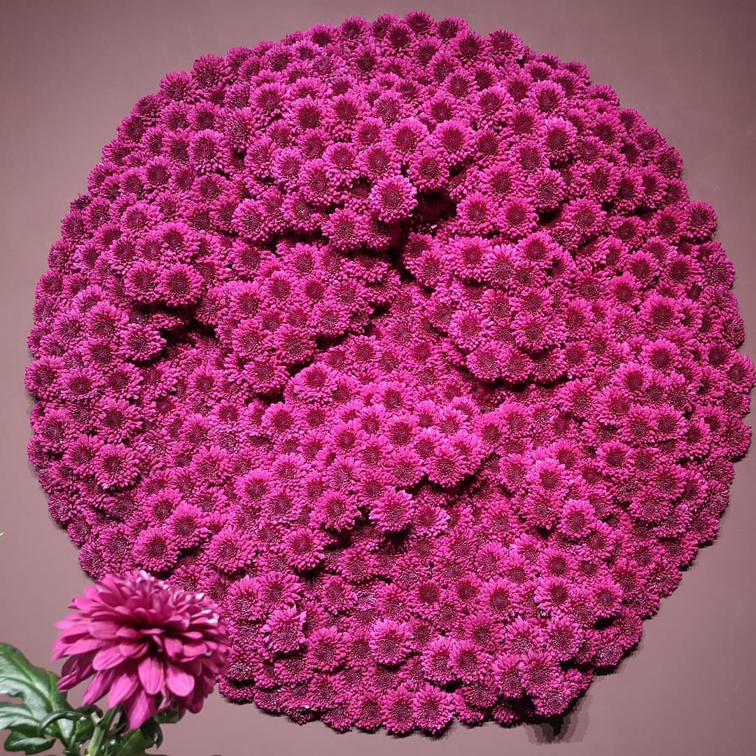 Large circular installation made with magenta chrysanthemums